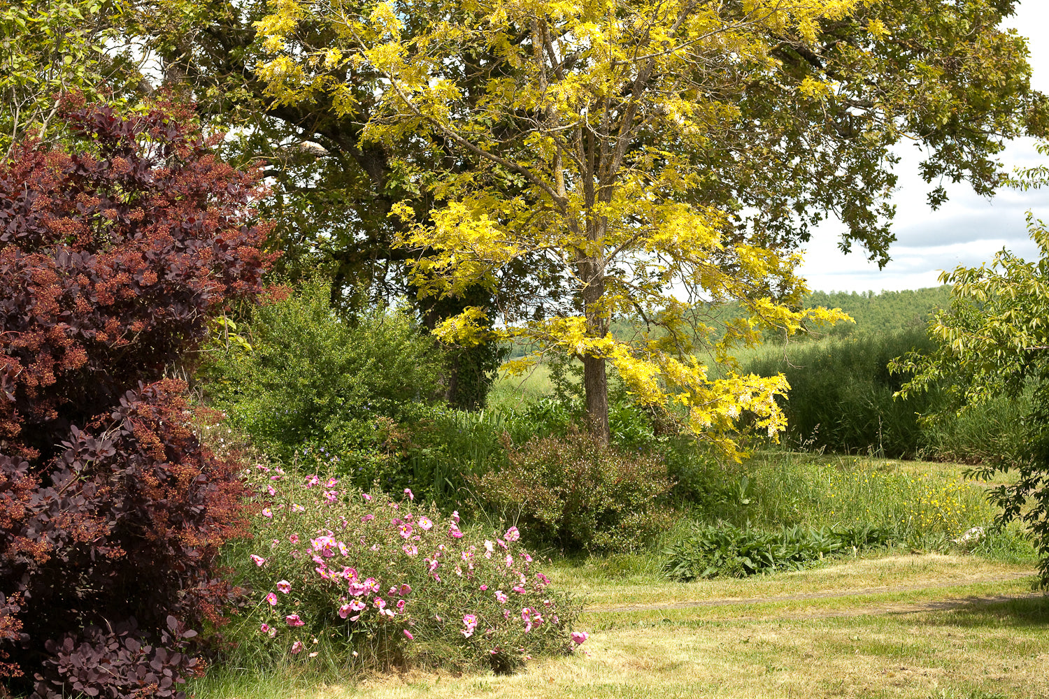The Darling Buds of May